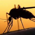 Bénin : une agence bientôt créée pour lutter contre la malaria et les moustiques