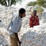 Agriculture au Bénin : des primes exceptionnelles pour les producteurs de coton, soja, cajou et riz dès 2026-2027