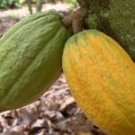 Côte d’Ivoire : des chercheurs mettent au point une bio-solution contre le Swollen Shoot, le fléau du cacao