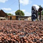 Cacao en Côte d’Ivoire : fin officielle des rachats, les producteurs dénoncent un manque de transparence